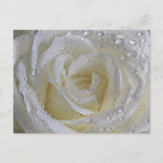 Postal Rosa de vainilla