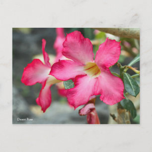 Postal Rosa del Desierto ス カ ド ポ