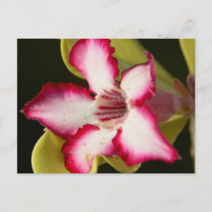 Postal Rosa del Desierto (Adenium Obesum), Sudáfrica