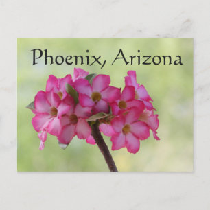 Postal Rosa del desierto en rosa Fénix, AZ