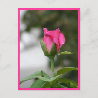 Postal Rosa después de la lluvia