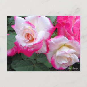 Postal Rosa Destiny Postcard℠