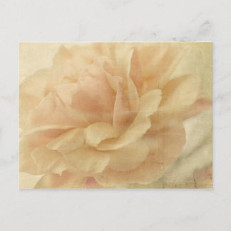 Postal rosa desvanecido