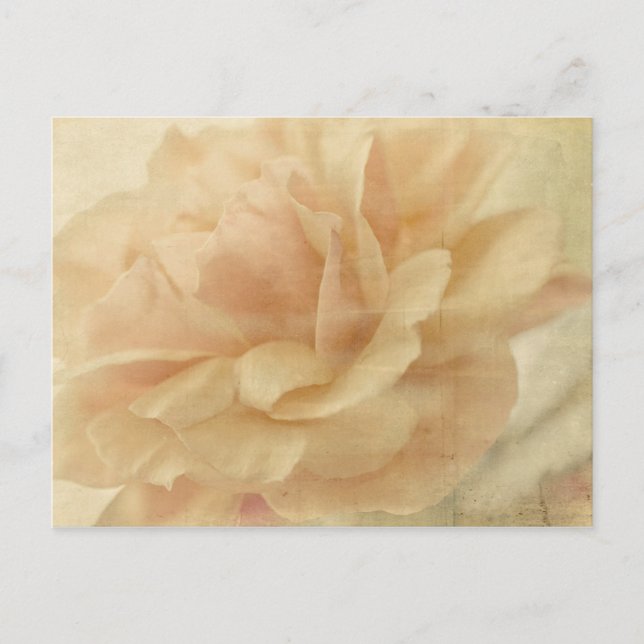 Postal rosa desvanecido (Anverso)