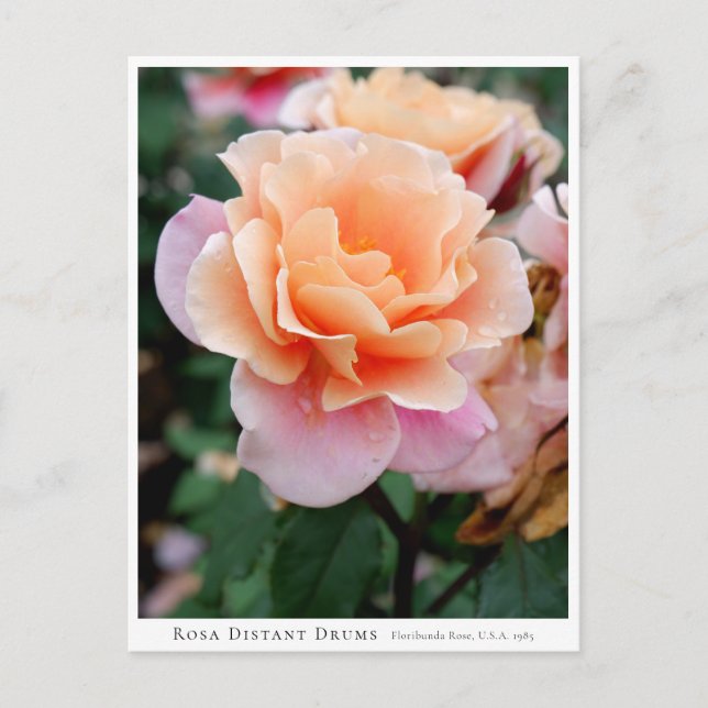Postal Rosa Distant Drums (Anverso)