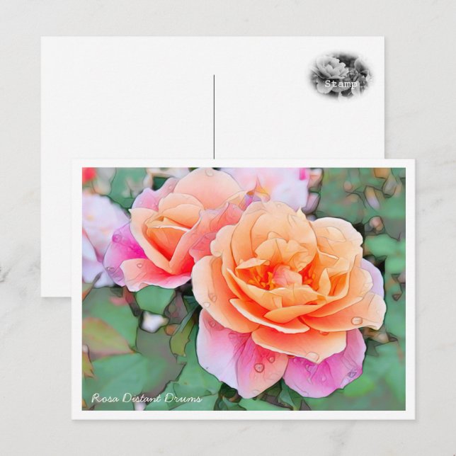 Postal Rosa Distant Drums (Anverso / Reverso)