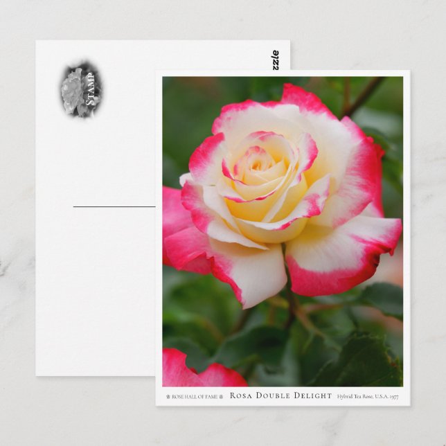 Postal Rosa Double Delight (Anverso / Reverso)