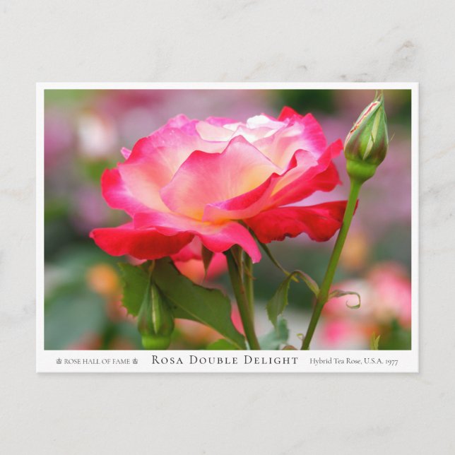 Postal Rosa Double Delight (Anverso)