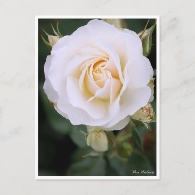 Postal Rosa Edelweiss：Postcard (Anverso)