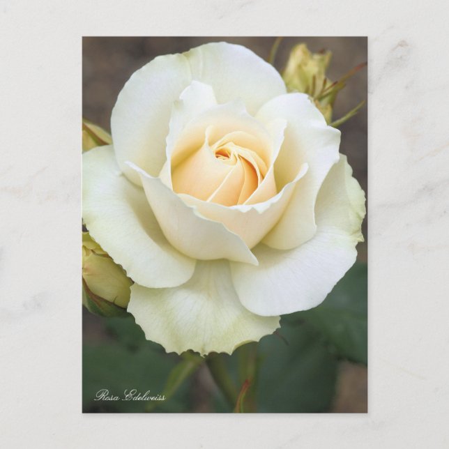 Postal Rosa Edelweiss:Postcard (Anverso)