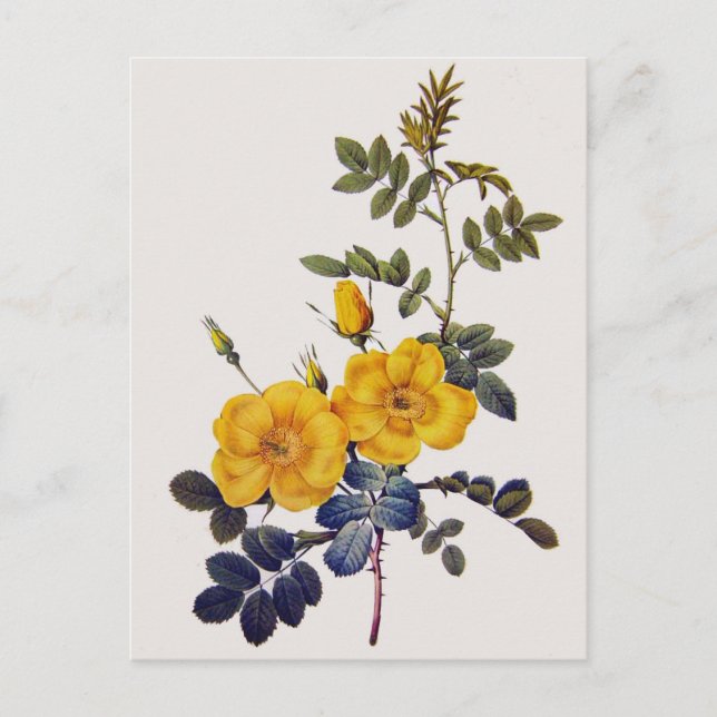 Postal Rosa Eglanteria, P. J. Redoute, rosas amarillas sa (Anverso)