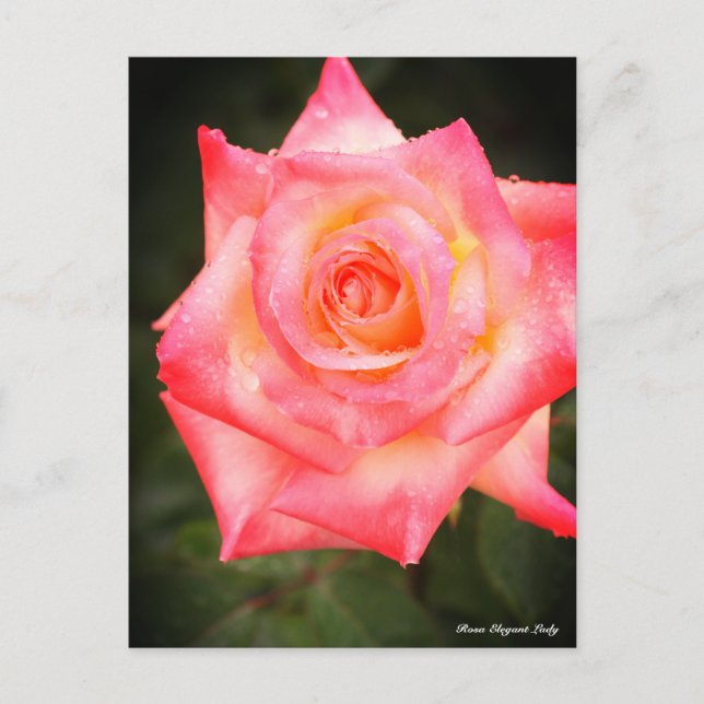 Postal Rosa Elegant Lady (Anverso)