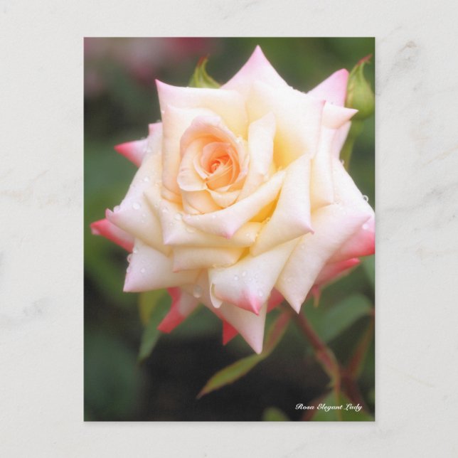 Postal Rosa Elegant Lady (Anverso)