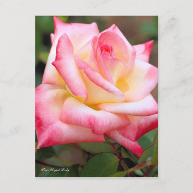 Postal Rosa Elegant Lady [postal] (Anverso)