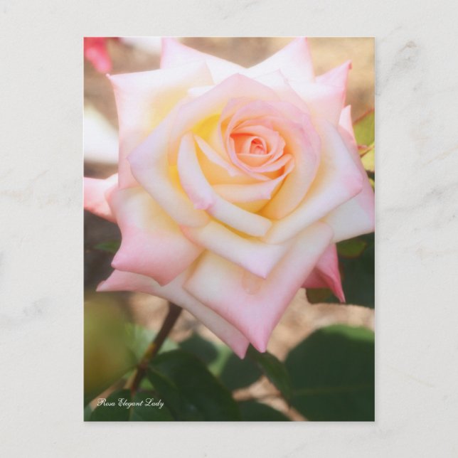 Postal Rosa Elegant Lady [postal] (Anverso)