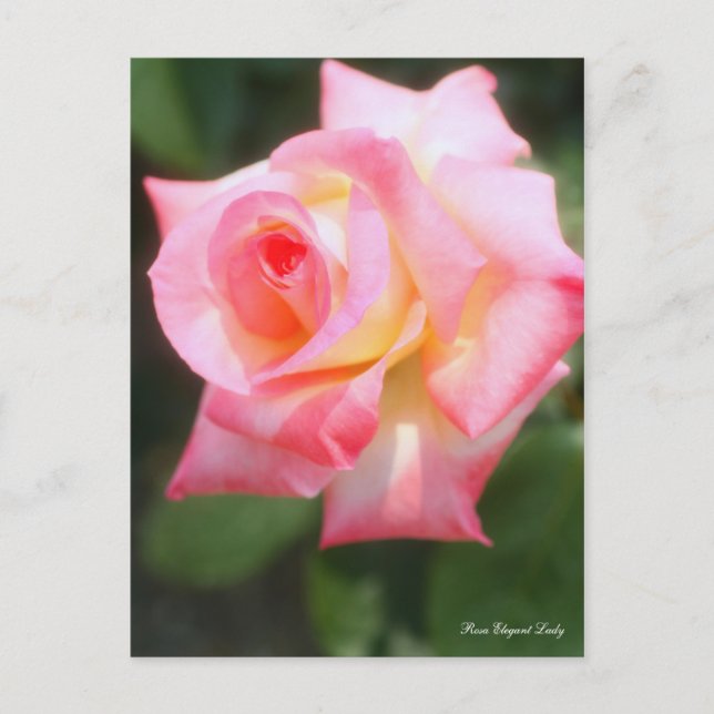 Postal Rosa Elegant Lady [postal] (Anverso)