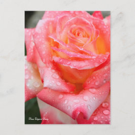 Postal Rosa Elegant Lady [postal]