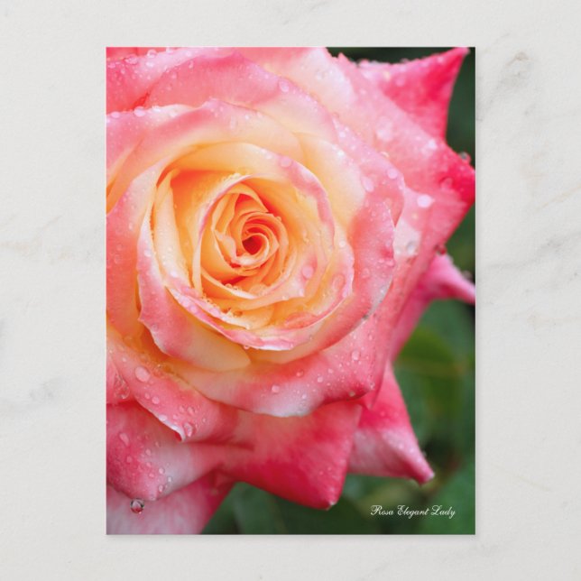 Postal Rosa Elegant Lady [Postcard] (Anverso)