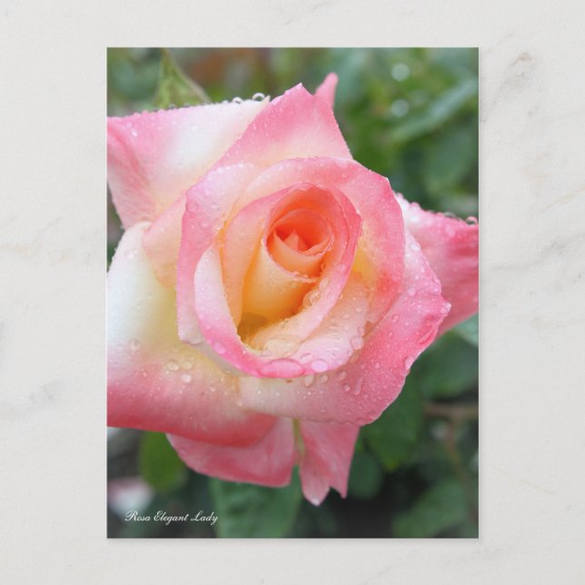 Postal Rosa Elegant Lady [Postcard] (Anverso)