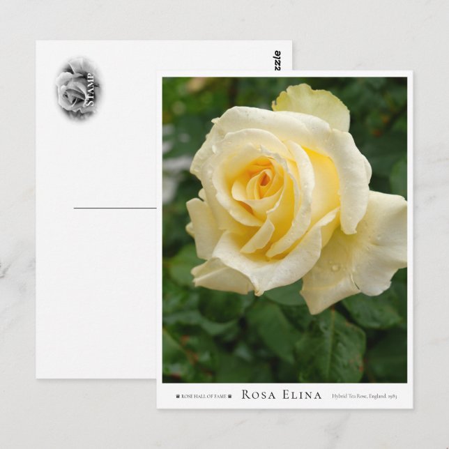 Postal Rosa Elina (Anverso / Reverso)