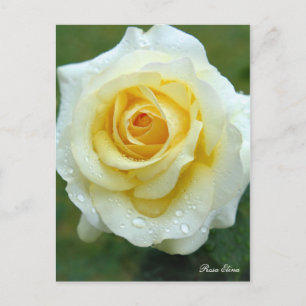 Postal Rosa Elina [Tarjeta postal]