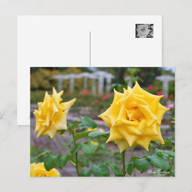 Postal Rosa Emblem (Anverso / Reverso)