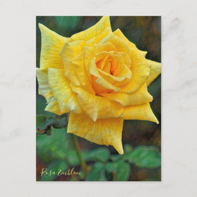 Postal Rosa Emblem [Postcard] (Anverso)