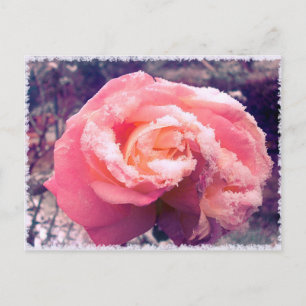 Postal rosa en la nieve.