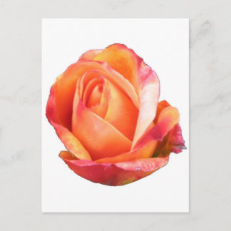 Postal Rosa en miniatura de Amber Sunblaze
