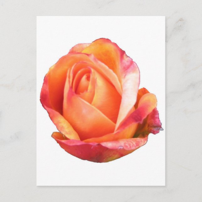 Postal Rosa en miniatura de Amber Sunblaze (Anverso)