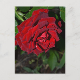 Postal Rosa en rojo profundo