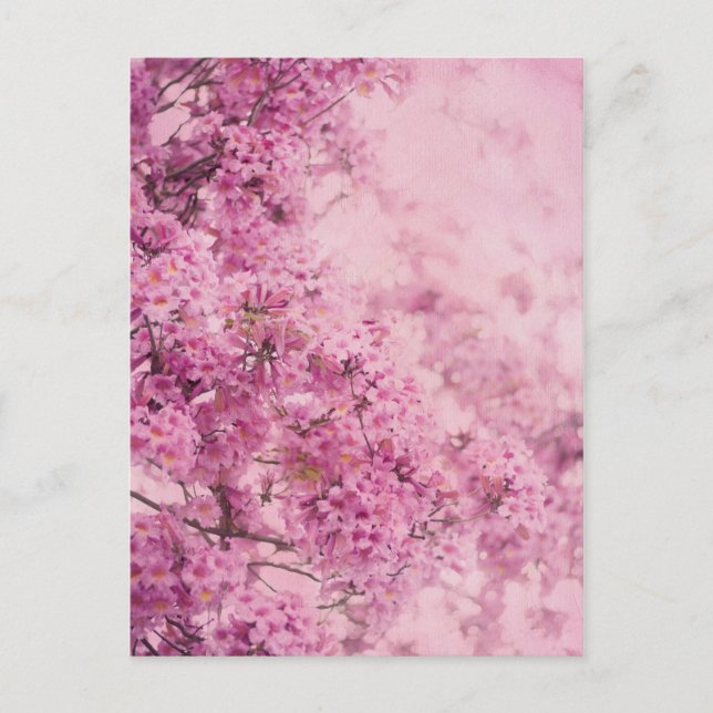 Postal Rosa en rosa (Anverso)