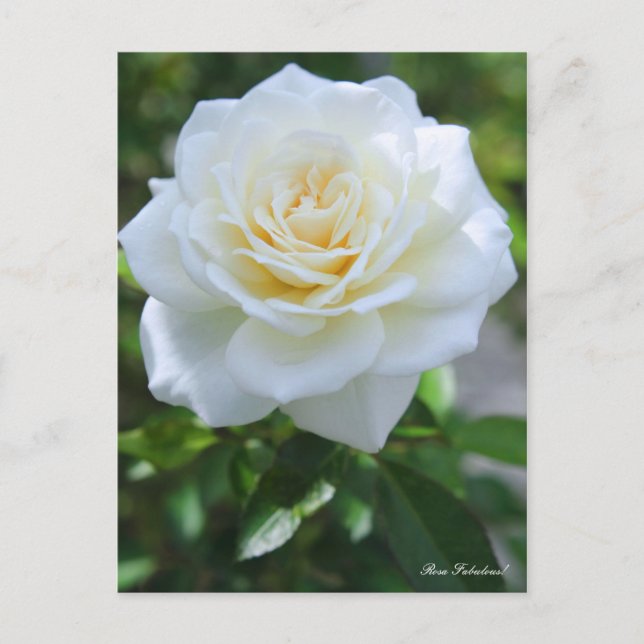 Postal ¡Rosa Fabulous! [Postal] (Anverso)