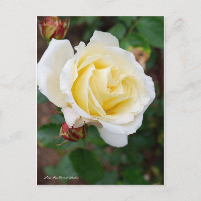 Postal Rosa Feu Pernet-Ducher [Postal] (Anverso)