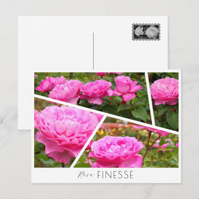 Postal Rosa Finesse (Anverso / Reverso)