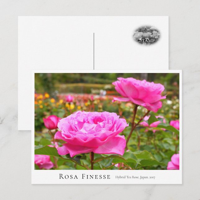 Postal Rosa Finesse (Anverso / Reverso)