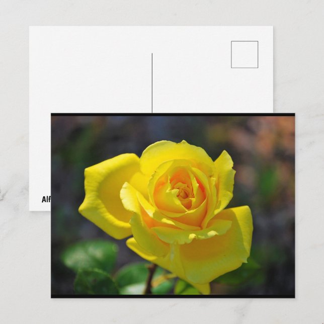 Postal Rosa floral amarilla (Anverso / Reverso)