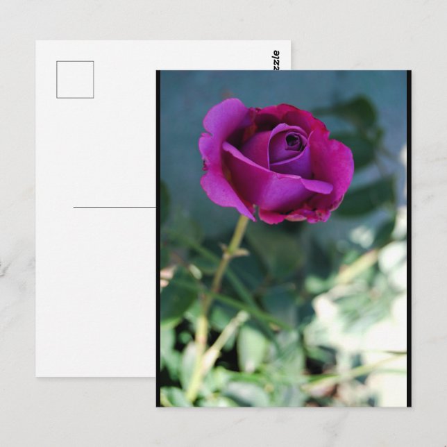 Postal Rosa Floral Púrpura (Anverso / Reverso)