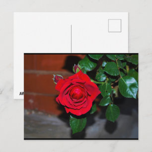 Postal Rosa floral roja