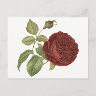 Postal Rosa Floral Roja Borgoña - Amor, Hola