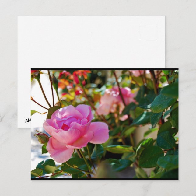 Postal Rosa floral rosa (Anverso / Reverso)