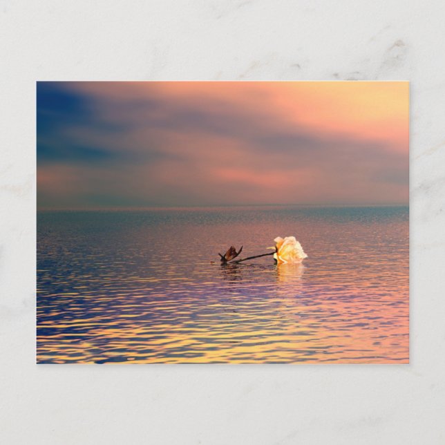Postal Rosa flotante (Anverso)