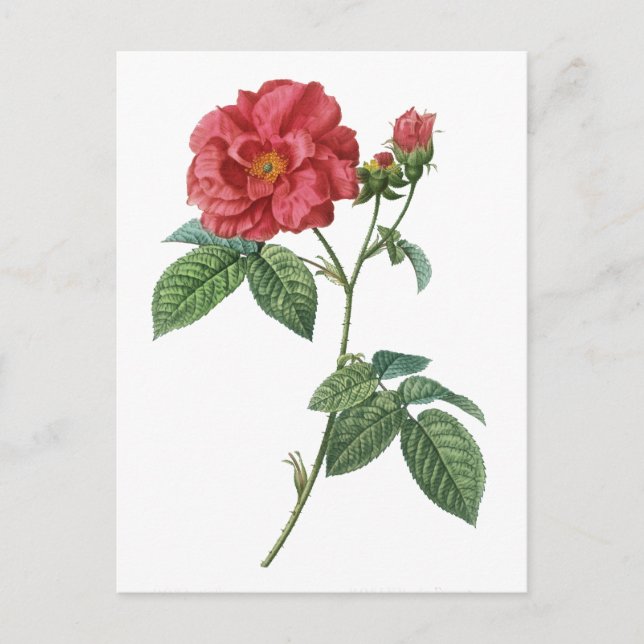 Postal Rosa francés (Rosa gallica) (Anverso)