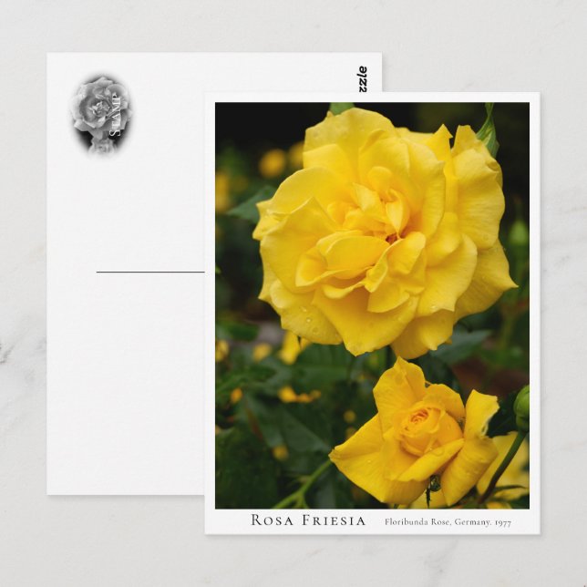 Postal Rosa Friesia (Anverso / Reverso)