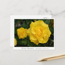 Postal Rosa Friesia