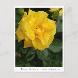 Postal Rosa Friesia