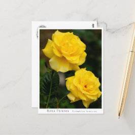 Postal Rosa Friesia