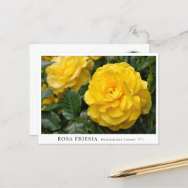 Postal Rosa Friesia