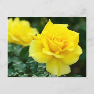 Postal Rosa Friesia:Postcard