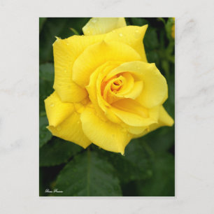 Postal Rosa Friesia:Postcard